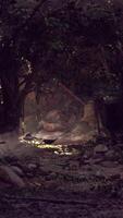 Dense Forest With Rocks and Trees video
