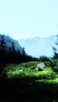 Grassy Hill With Trees and Mountain Background video