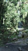 Scenic Dirt Road Surrounded by Trees and Rocks video