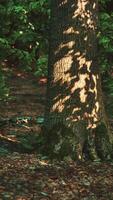 A group of trees that are in the woods video