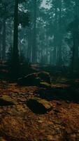 sereno sequóia floresta preenchidas com árvores e pedras video