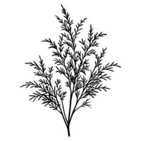 Minimalist black and white botanical illustration of a delicate leafy branch in silhouette style vector
