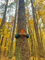 female arms hugging the tree with red maple tree . High quality photo