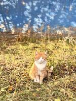 A lovely red fluffy cat basks in the sun in green grass on a blue background. photo