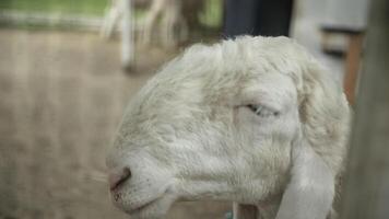 Nubian Goat Behind Fence in Petting Zoo video