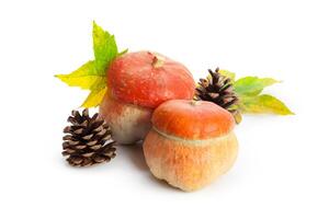 Autumn display with pumpkin and leaves isolated on white background photo