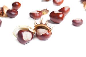 chestnut on a white background photo