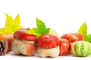 Autumn display with pumpkin and leaves isolated on white background photo