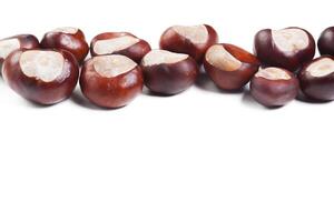 chestnut on a white background photo