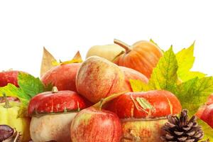 Autumn display with pumpkin and leaves isolated on white background photo