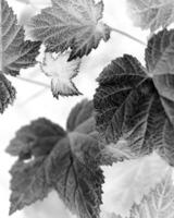 Leaves close view natural black and white photo background. Flora in nature Negative mode sketch illustration