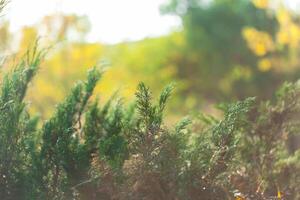 Blurred autumn background photo
