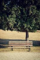 Empty dark wooden bench in the park. A place to sit in nature photo
