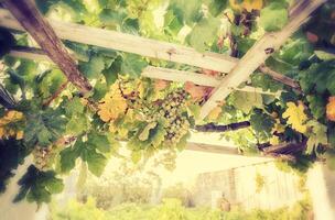 Bunch of white grapes in the vineyard. photo