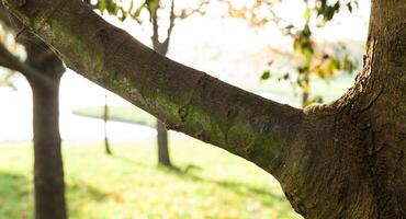 Branch with natural background photo