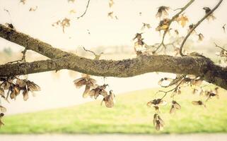 Branch with natural background photo