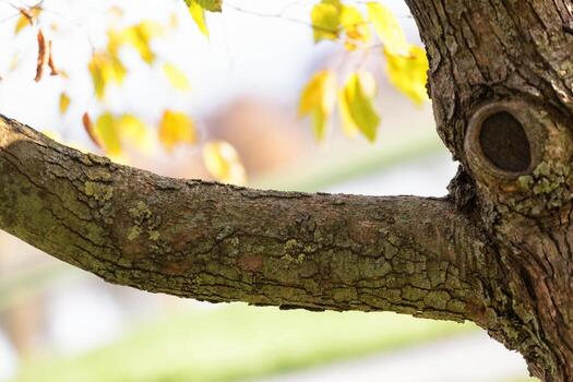Branch with natural background photo
