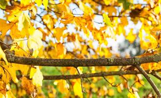 Branch with natural background photo
