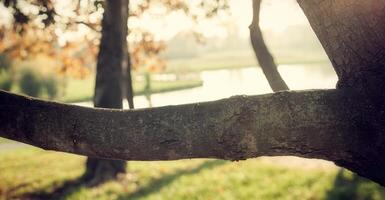 Branch with natural background photo