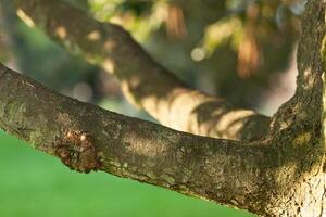 Branch with natural background photo