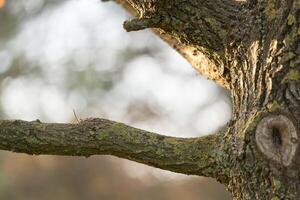 Branch with natural background photo
