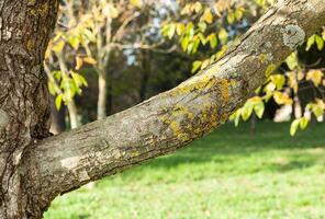 Branch with natural background photo