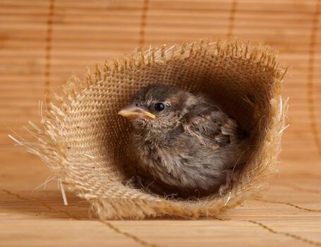 Close up of nice little sparrow in a nest of jute photo