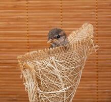 Close up of nice little sparrow in a nest of jute photo