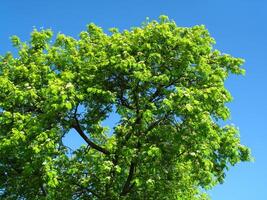 green tree on a blue sky background photo