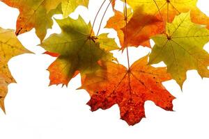 Bright autumn foliage of maple photo