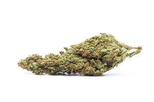 Marijuana flower isolated on white background photo
