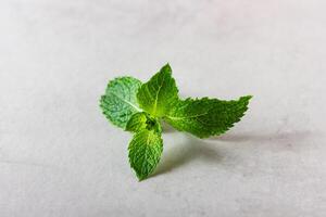Mint leaves with copy space on the grey background. photo