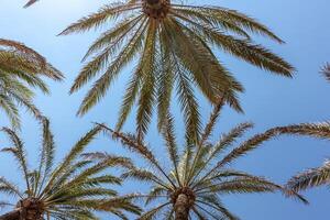 Palm trees on the background of a blue sunny sky photo