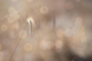 Single Fox Tail in a Field with Natural Bokeh Light photo
