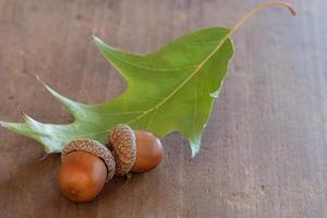 Two Acorns on a Wood Surface with an Oak Leaf photo