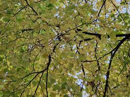 Autumn yellowed foliage. Background of yellow leaves. Yellow leaves on a tree branch photo