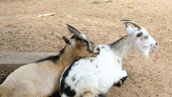 Goats and daily activities photo