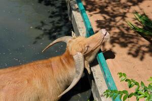A buffalo is soaked in water with its neck resting on an iron railing. photo