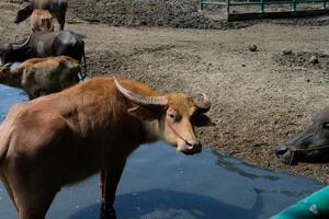A buffalo stands in the water and looks back. photo