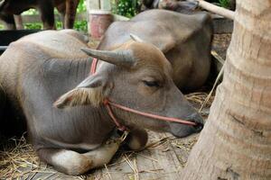 Buffaloes are sleeping under a coconut tree. photo