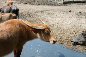 Buffaloes stand and play on the ground outdoors. photo