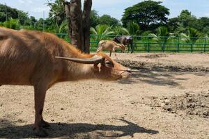 Buffalo and daily activities photo