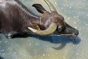 Buffalo playing in the water, seen from above. photo