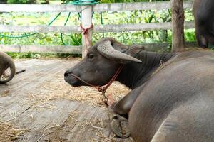 A fat black buffalo is lying around in a pen. photo