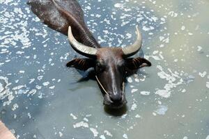 A buffalo with beautiful horns in a mud pit photo