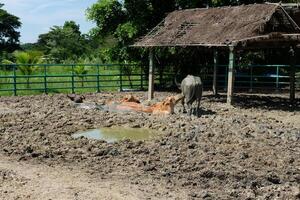 Buffaloes are playing in a mud pit near the barn. photo