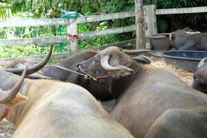 A herd of buffaloes are lounging in a pen. photo