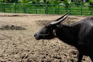 Buffalo and daily activities photo