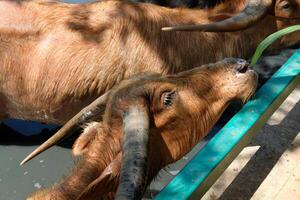 Close-up of a herd of buffalo grazing photo