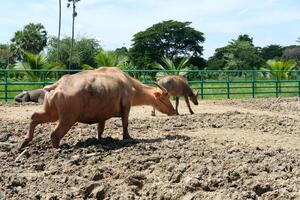 Buffalo walking on the ground photo